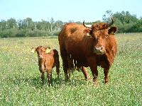 Mutterkuh mit kleinem Kalb
