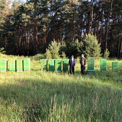 Bienenstände mit zwei Imkern vor Akazien