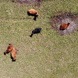 Fünf bunte Dexterkühe liegen auf einer sonnigen Wiese