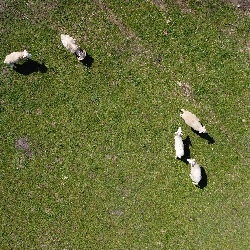 Fünf Wiltshire Horn Schafe von oben