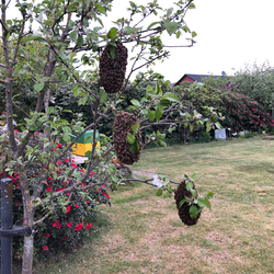 Schwärmende Bienen in Sulingen an einem Baum