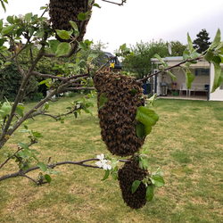 Schwärmende Bienen in Sulingen an einem Baum