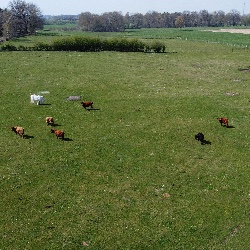 Kühe auf einer Wiese mit einem weißen Pferd